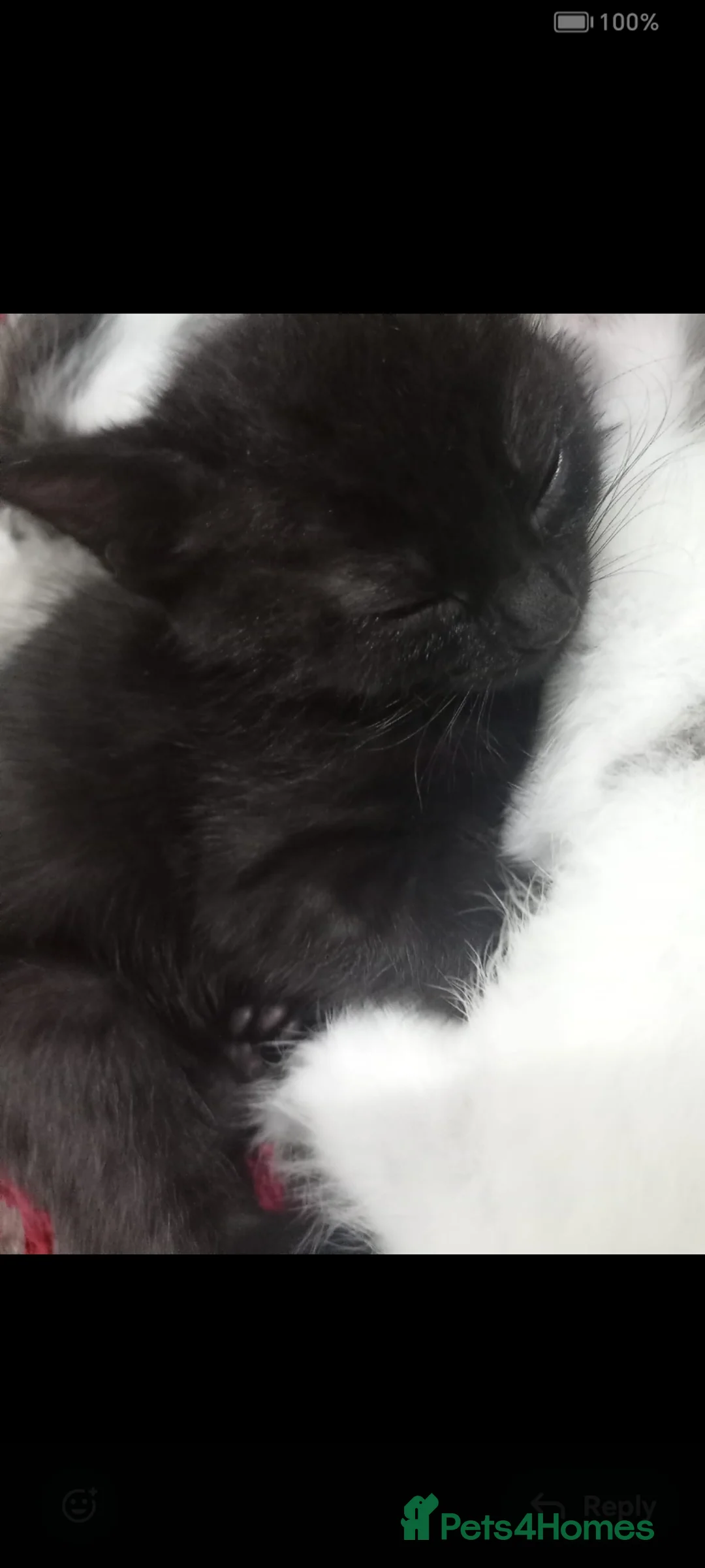 British Shorthair cats for sale: Adorable kitten looking for a forever home  - Advert 5