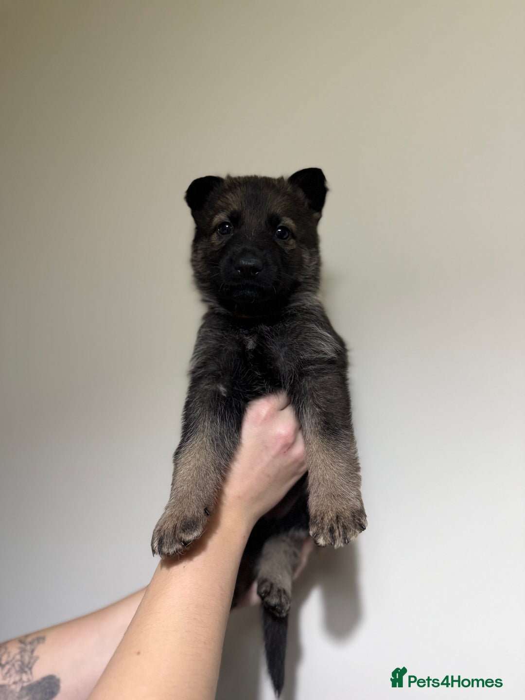 German Shepherd dogs for sale: Beautiful KC German Shepherd Puppies  - Advert 20