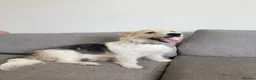 Mixed Breed dogs for adoption: Angel (Canan) – Could You Be Her Happy Ending? ❤️ - Advert 4