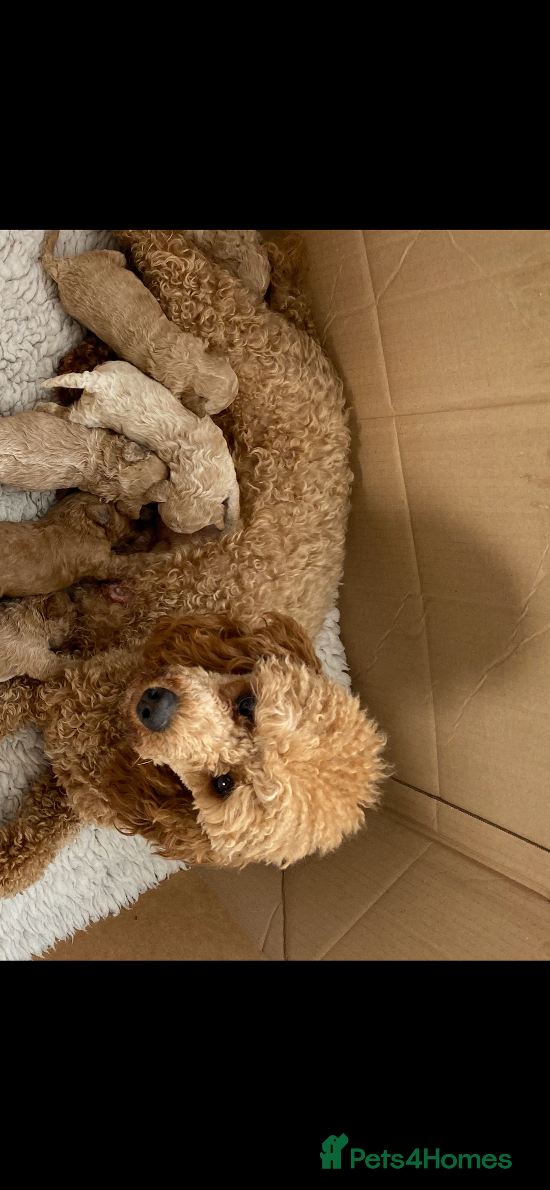 Miniature Poodle dogs for sale: Minature poodles (PRA Clear) - Advert 2