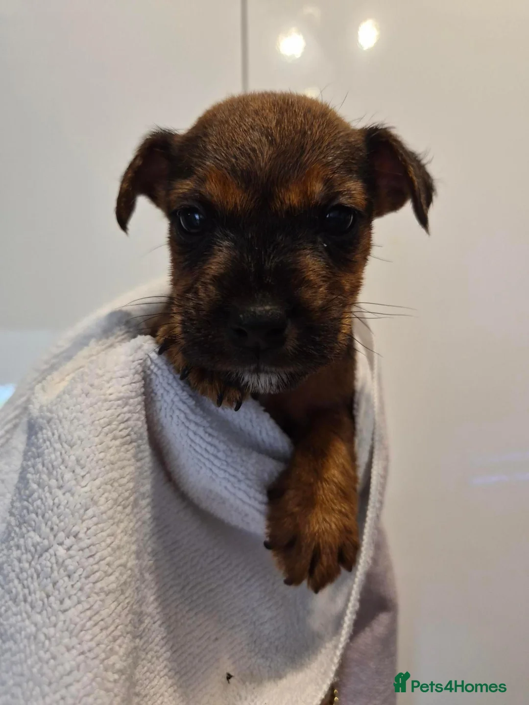 Jack Russell dogs for sale: READY NOW - Happy JR pups for sale - Advert 2