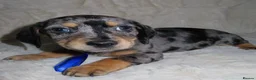 Dachshund dogs for sale: BEAUTIFUL DACHSHUND READY FOR FOREVER HOME!!! in Wolverhampton - Advert 9