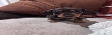 Miniature Dachshund Puppy 5