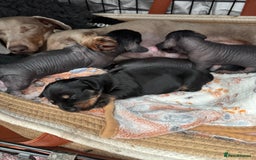 Dachshund dogs for sale: unique dachshund cross hairless Chines crested  - Image 3