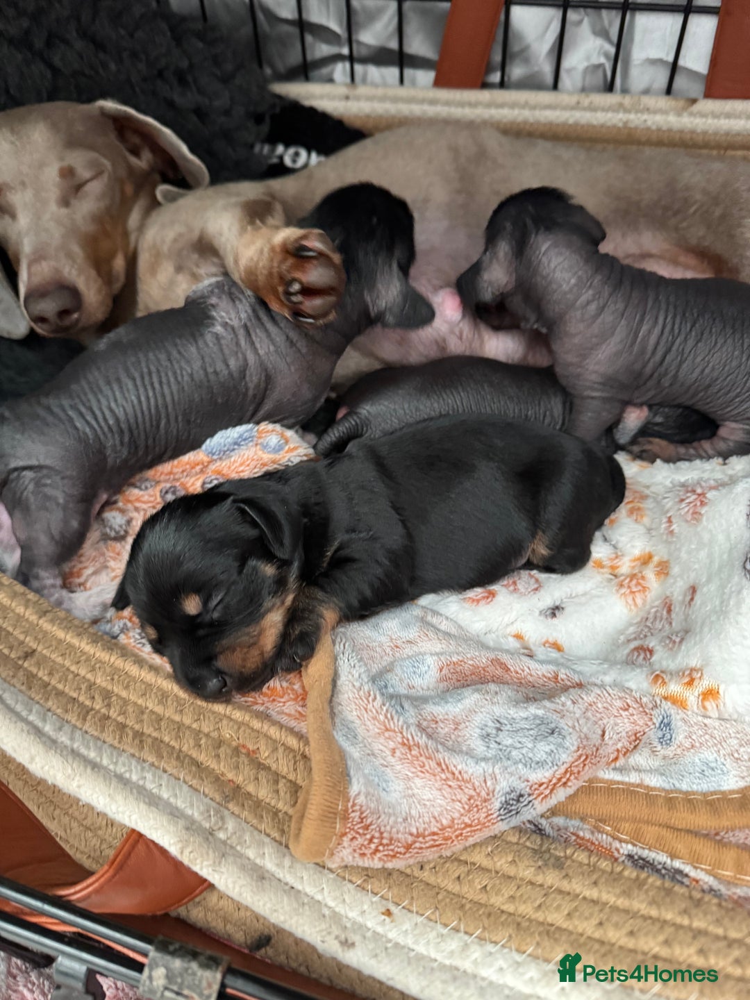 Dachshund dogs for sale: unique dachshund cross hairless Chines crested  - Image 3