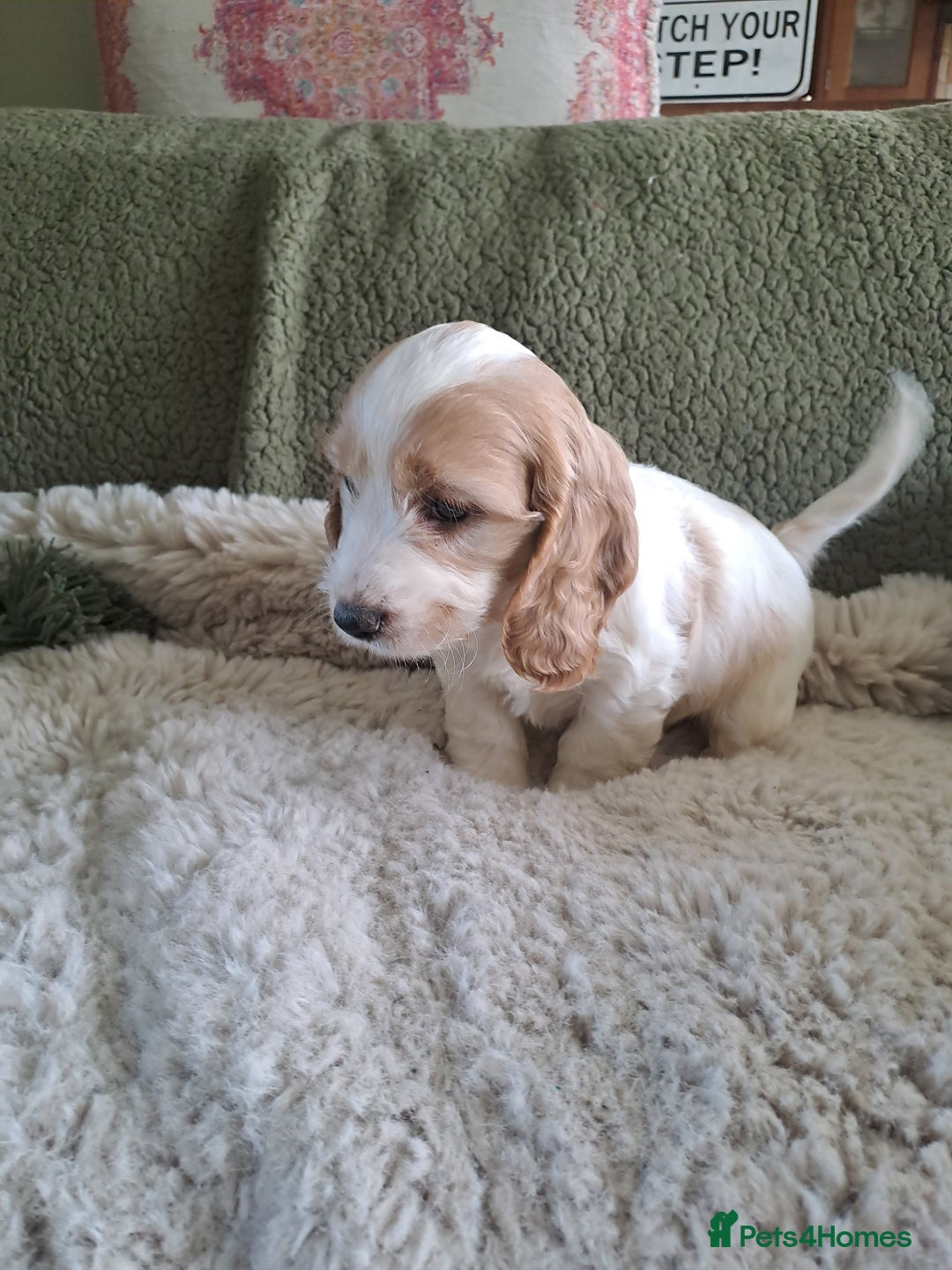 Cockapoo dogs for sale: Cockapoo puppies - Image 5