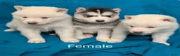 Siberian Husky dogs for sale: 6 beautiful Siberian Huskies  1 available  - Advert 10