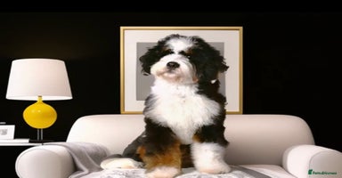 Bernedoodle dogs in Manchester - Advert 8