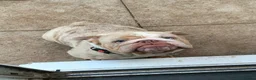 English Bulldog dogs for sale: Pearl adult female lilic Merle for sale  - Advert 2