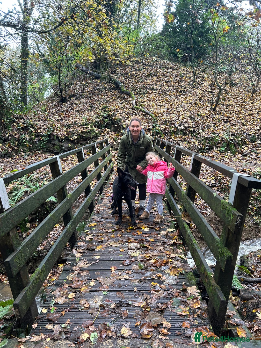 German Shepherd dogs for sale: KC Registered Black German Shepherd Bitch - Advert 5