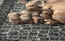 Dachshund dogs for sale: Dapple Dachshund Puppies - Image 10