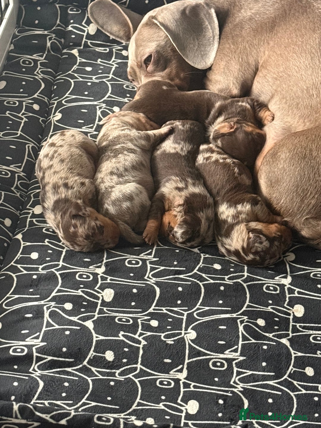 Dachshund dogs for sale: Dapple Dachshund Puppies - Image 10