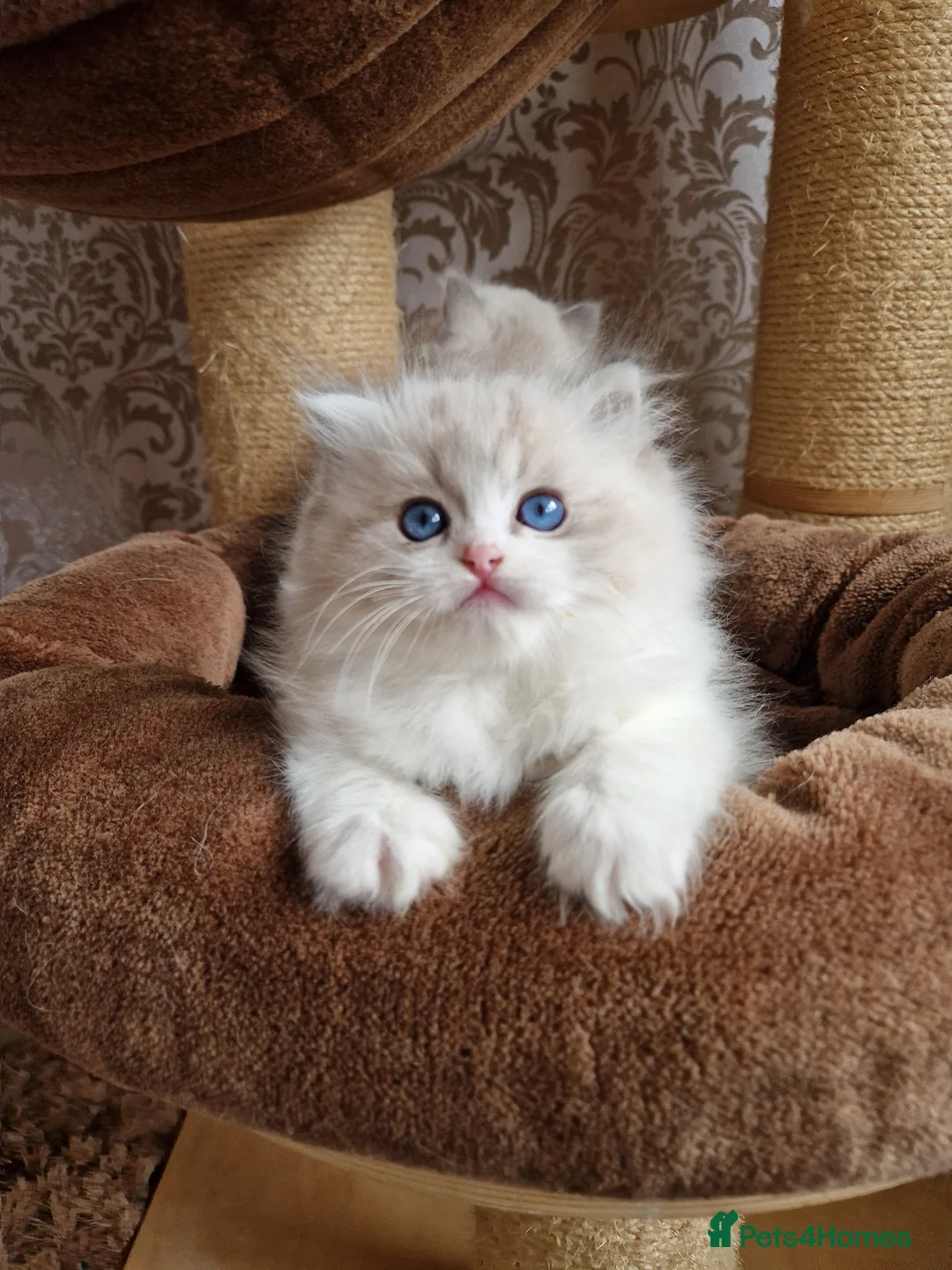 Ragdoll cats for sale: Show quality Ragdoll kittens  - Advert 1