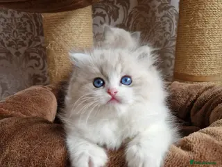 Ragdoll cats Show quality Ragdoll kittens - Advert 1