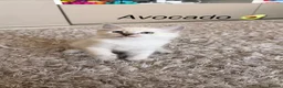 Siberian cats for sale: Beautiful Siberian Kittens – 3 Girls & 4 Boys 💙🩷 - Advert 14