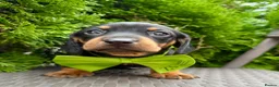 Dachshund dogs for sale: Miniature Dachsund Pups - Advert 7