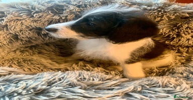 Jackapoo dogs - Advert 2