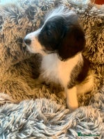 Jackapoo dogs - Advert 2