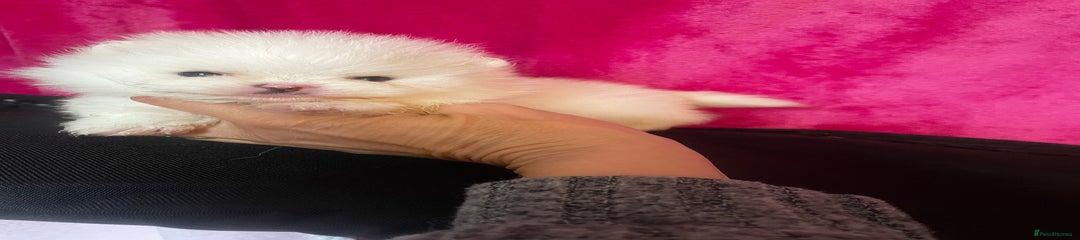 Pomeranian Puppy 5