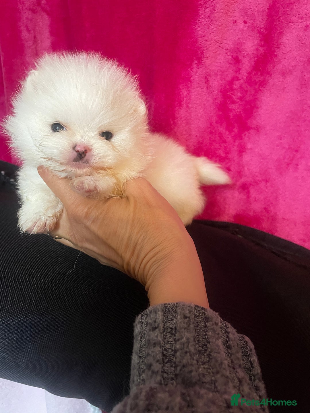 Pomeranian dogs for sale: Stunning Kc-reg boys 🌟🌟🌟🌟🌟 - Image 5