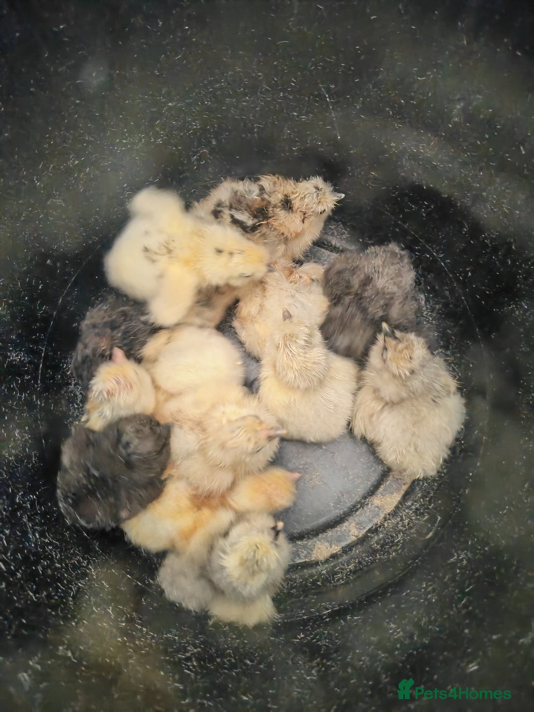 Chickens poultry for sale: USA silkie, jumbo coturnix, celadon quails - Image 15