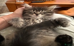Maine Coon cats for sale:      💖LAST BEAUTIFUL BABY GIRL💖  - Image 26