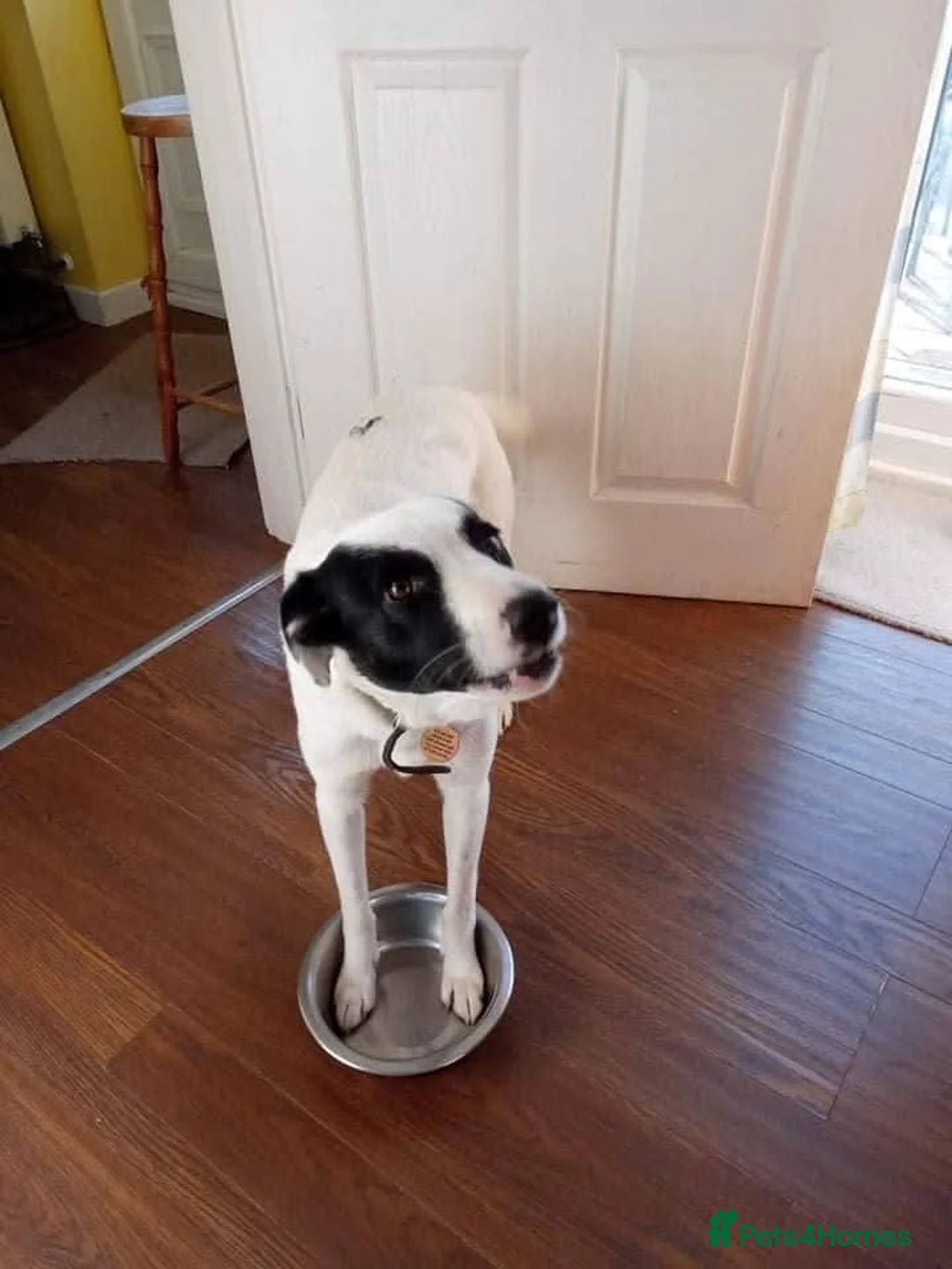 Mixed Breed dogs for adoption: Meet Missy, currently residing in Devon in Tiverton - Advert 23