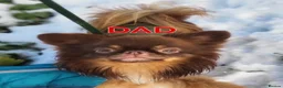 Chihuahua dogs for sale: Beautiful Long Haired Chihuahua Puppies - Advert 16