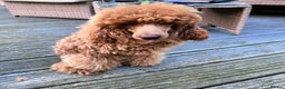 Toy Poodle dogs for sale: ⭐Quality KC Toy Poodle⭐ - Advert 3