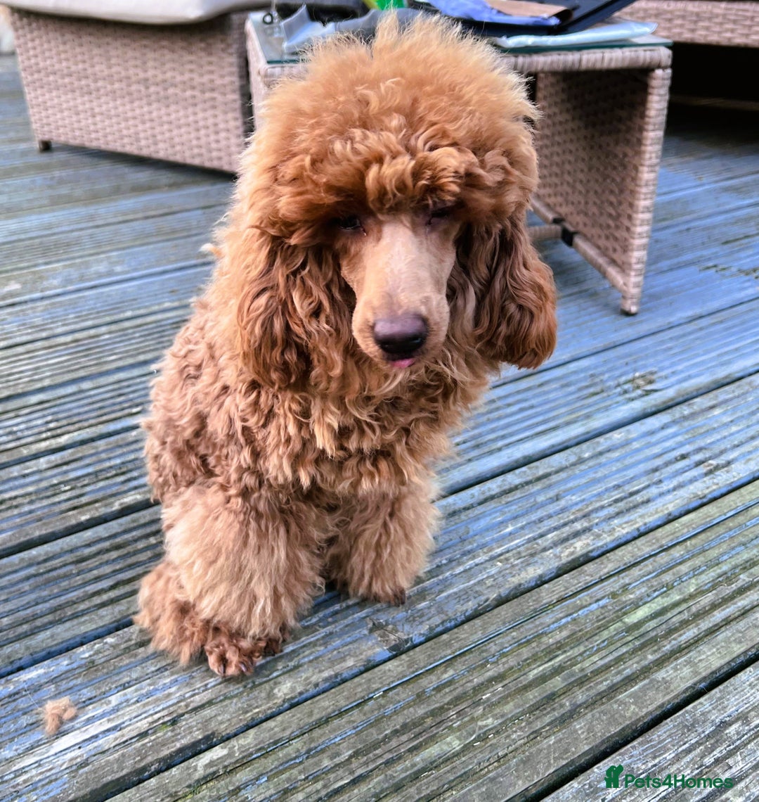 Toy Poodle dogs for sale: ⭐Quality KC Toy Poodle⭐ - Advert 3