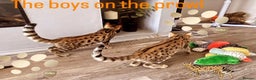 Savannah cats for sale: KIWANGA PEDIGREE F3 SAVANNAH KITTENS - Advert 1