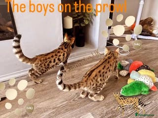 Savannah cats KIWANGA PEDIGREE F3 SAVANNAH KITTENS - Advert 20