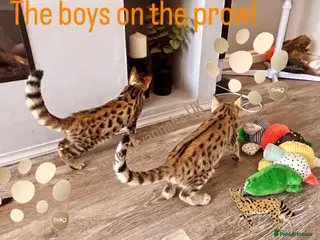 Savannah cats KIWANGA PEDIGREE F3 SAVANNAH KITTENS - Advert 16