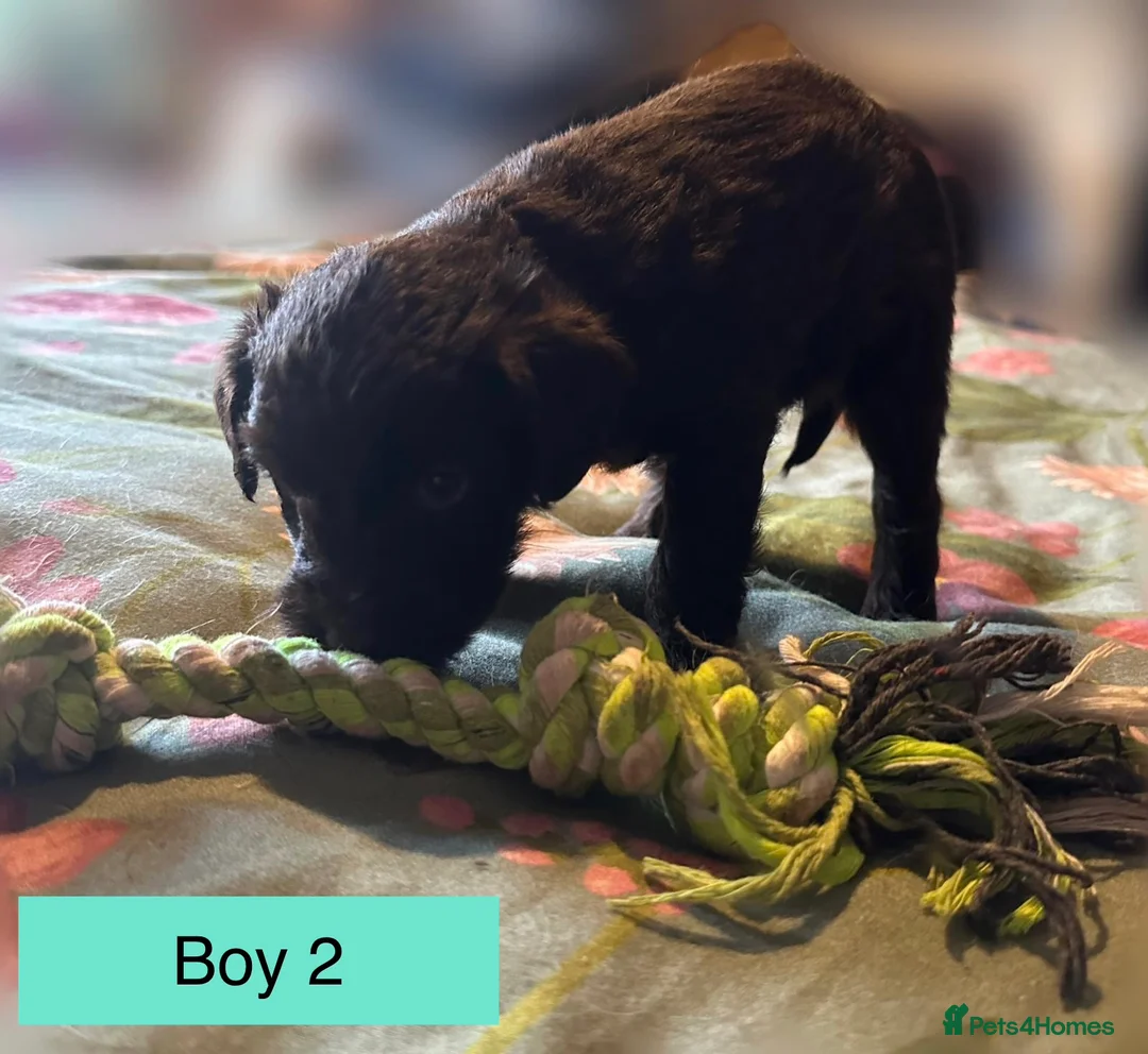 Mixed Breed dogs for sale: Airedale X Cockapoo  - Advert 12