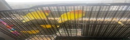Lovebirds birds for sale: Two Bonded Pair Orange and Lutino Love Birds - Advert 2