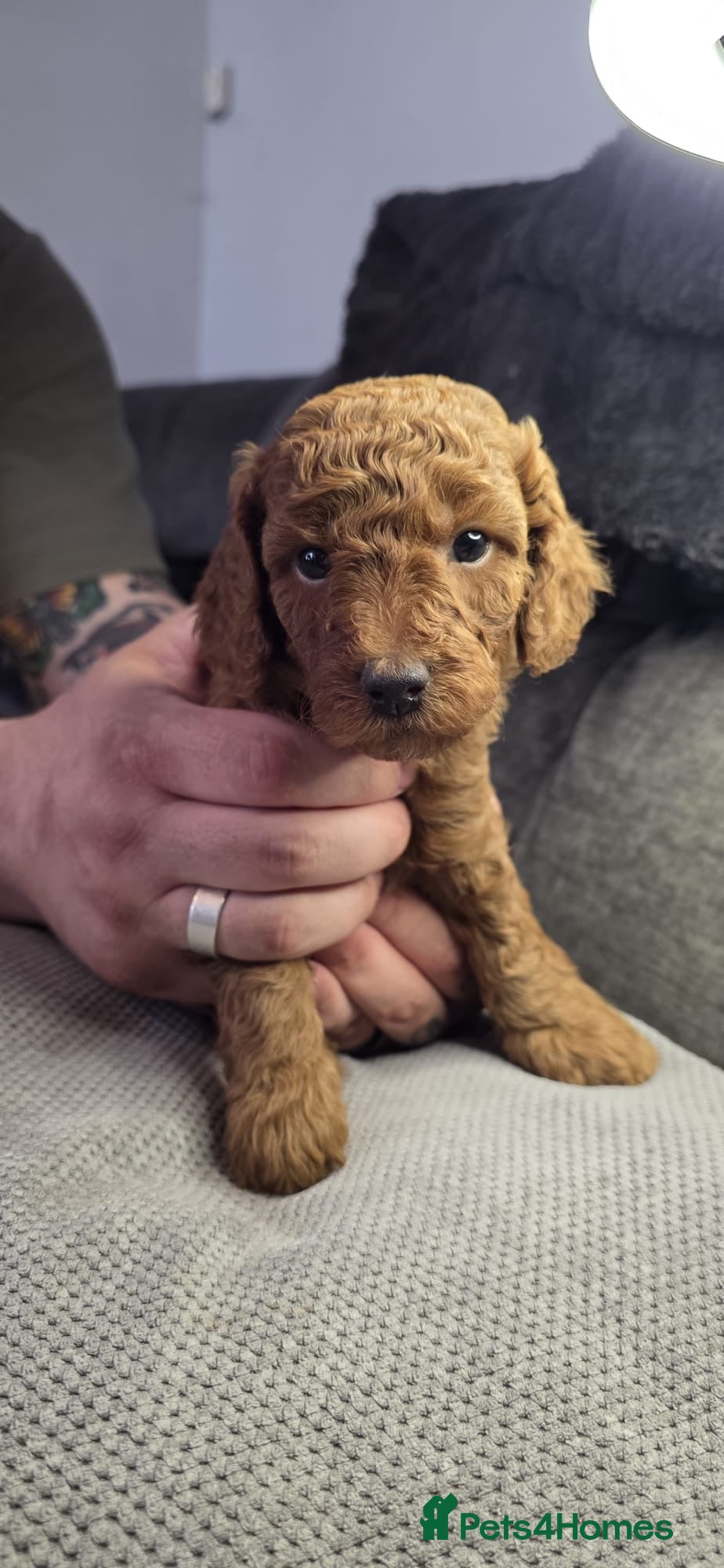 Cavapoo dogs Beautiful Cavapoo’s from my baby Amber 🩵🩷 - Advert 1
