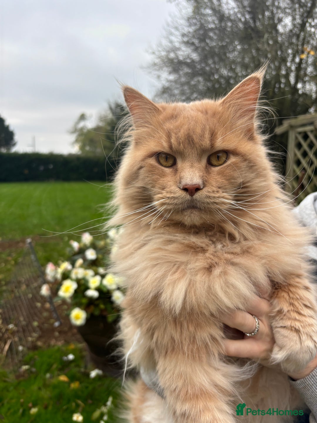 Maine Coon cats for stud: Maine Coon Stud: Clear for all genetic diseases in Peterborough - Image 1