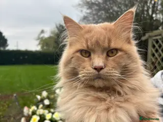 Maine Coon cats Maine Coon Stud: Clear for all genetic diseases in Peterborough - Advert 15