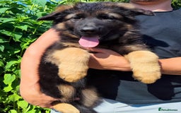 German Shepherd dogs for sale: Outstanding KC longhaired german shepherd puppies - Image 24
