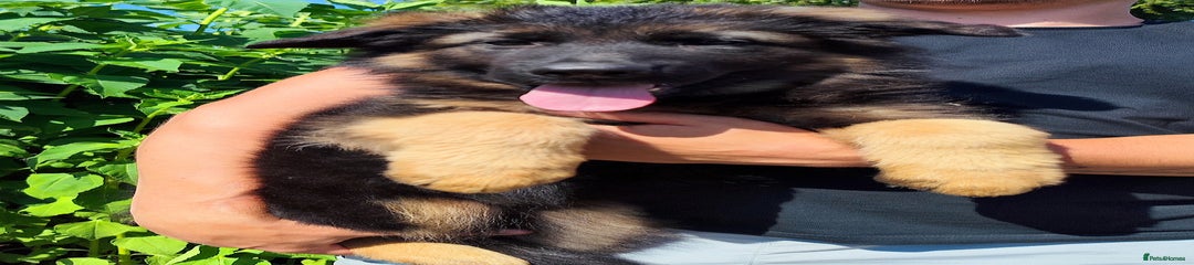 German Shepherd Puppy 2
