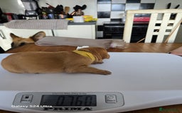 Labrador Retriever dogs for sale: KC REG Lab puppys x 2/11 ready to take home - Image 25