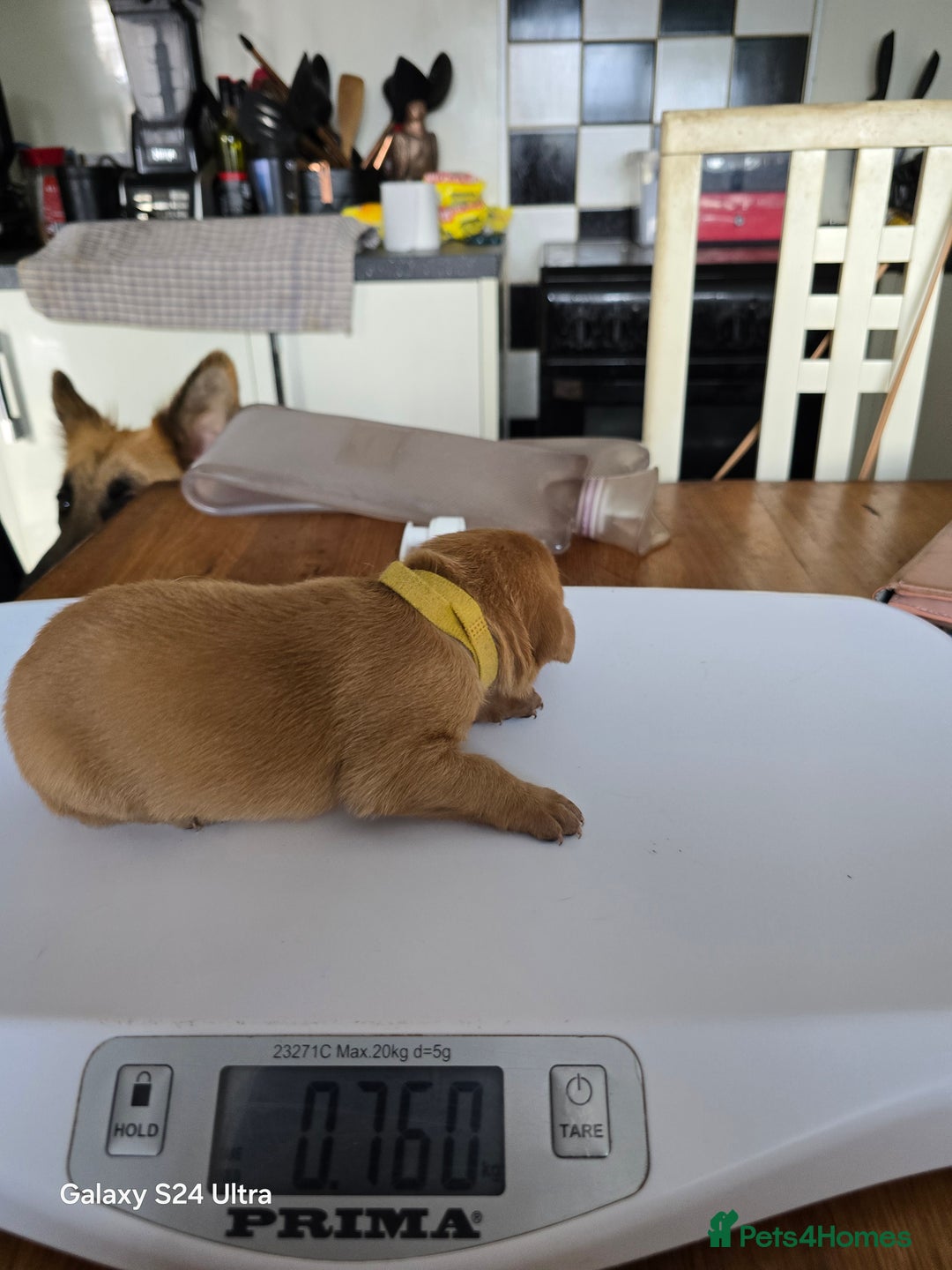 Labrador Retriever dogs for sale: KC REG Lab puppys x 2/11 ready to take home - Image 25