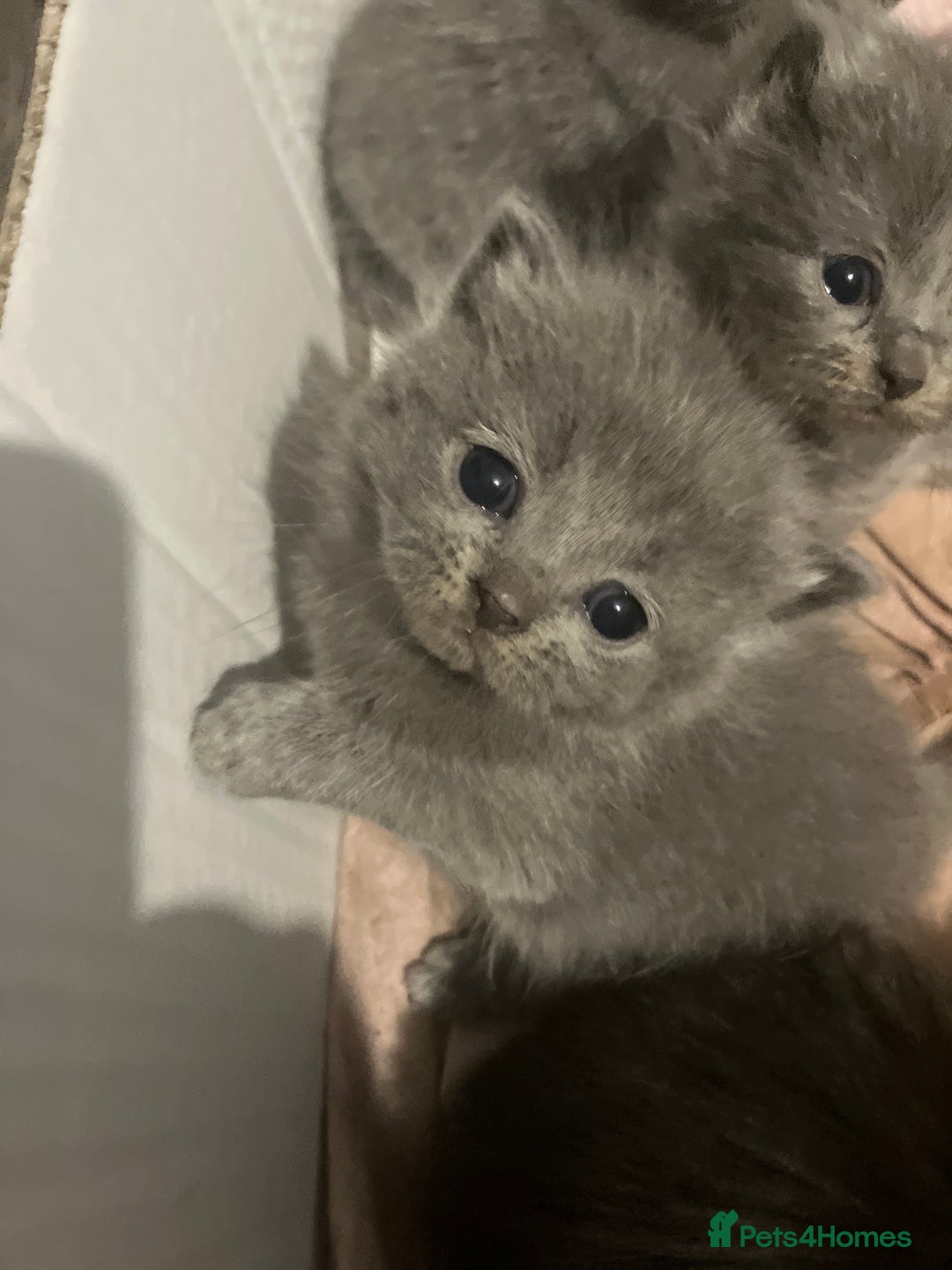 Mixed Breed cats for sale: Half british short hair kittens for reserve - Advert 7