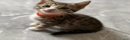 Bengal cats for sale: Beautiful Kittens ready for forever homes. - Advert 36
