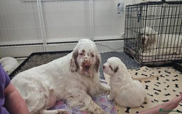 Clumber Spaniel dogs for sale: Female Clumber Spaniel Puppy for Sale - Image 1