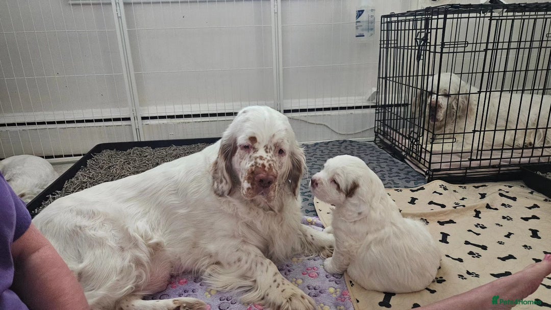 Clumber Spaniel dogs for sale: Female Clumber Spaniel Puppy for Sale - Image 1