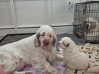 Clumber Spaniel dogs for sale - Advert 1