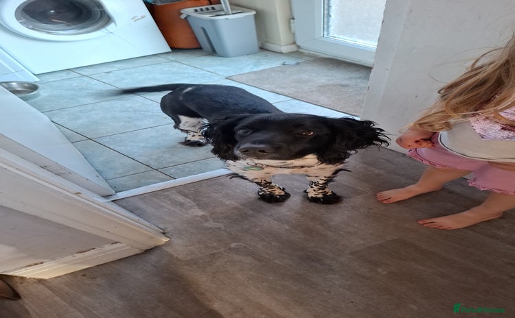 English Springer Spaniel dogs - Advert 3