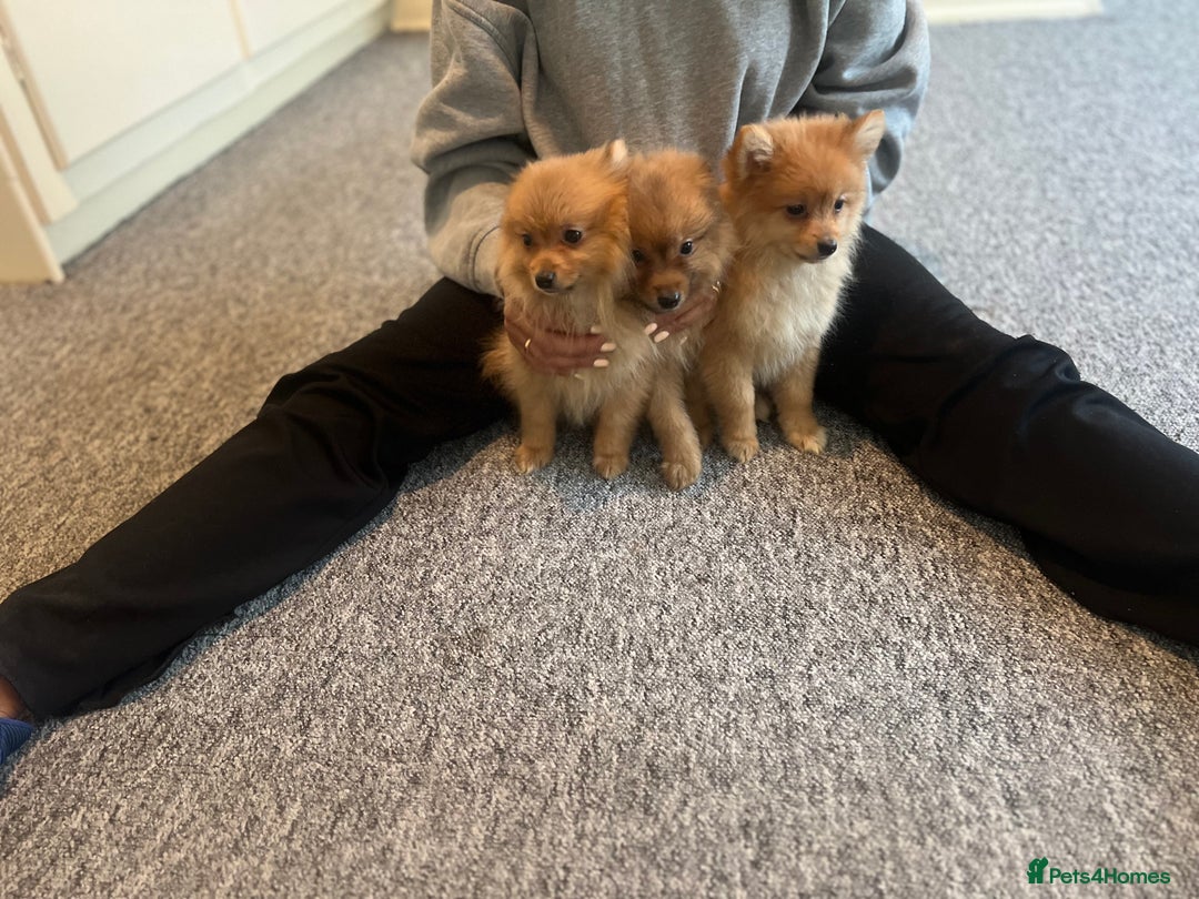 Mixed Breed dogs for sale: The cutest Pups: German & Japanese Pomeranian - Advert 35