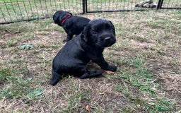 Cocker Spaniel dogs for sale: Cocker Spaniel Puppies looking for the best homes - Image 5